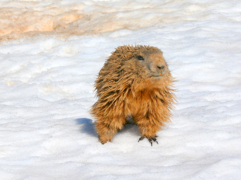 Boccoli d''oro -  Marmotte del Monte Baldo